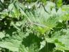 Platycnemis latipes